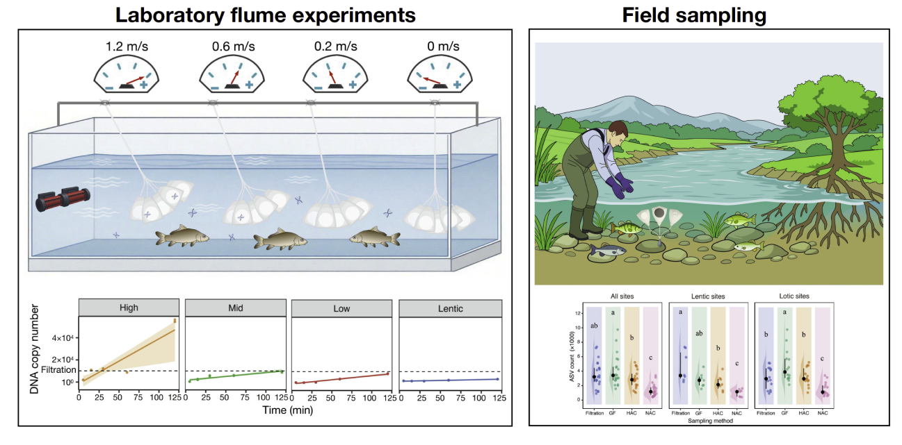 水生所揭示水流条件驱动被动环境DNA采样效率提升的关键机制