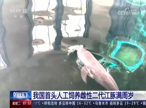 【CCTV-13】朝闻天下：我国首头人工饲养雌性二代江豚满周岁