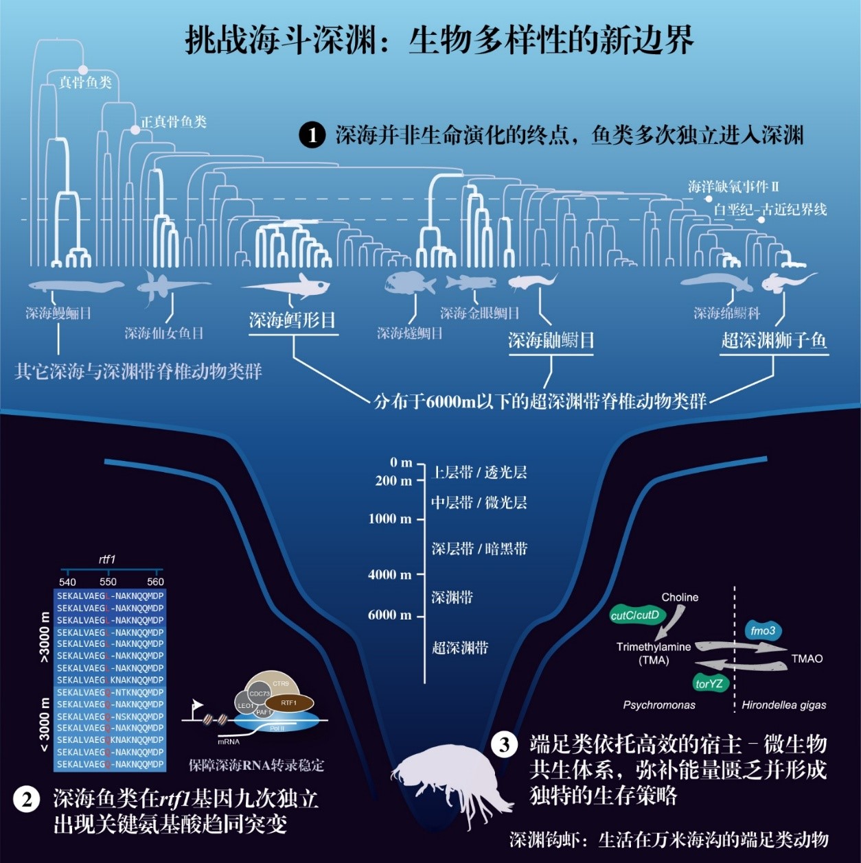 水生所研究成果入选2025年度“中国生命科学十大进展”