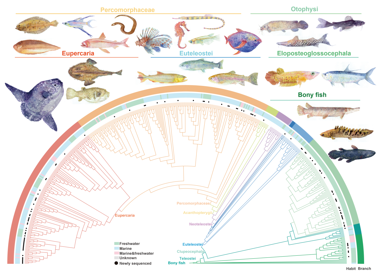 水生所牵头发布“万种鱼类基因组计划(FISH10K)”首期成果覆盖世界真骨鱼类目级分类单元