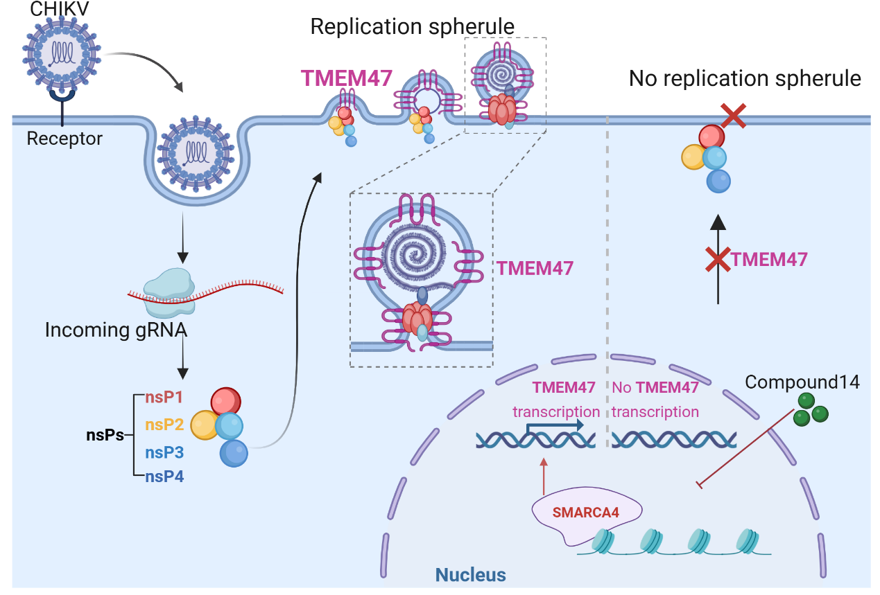 武汉病毒所王延轶团队在基孔肯雅病毒复制机制研究方面取得重要进展